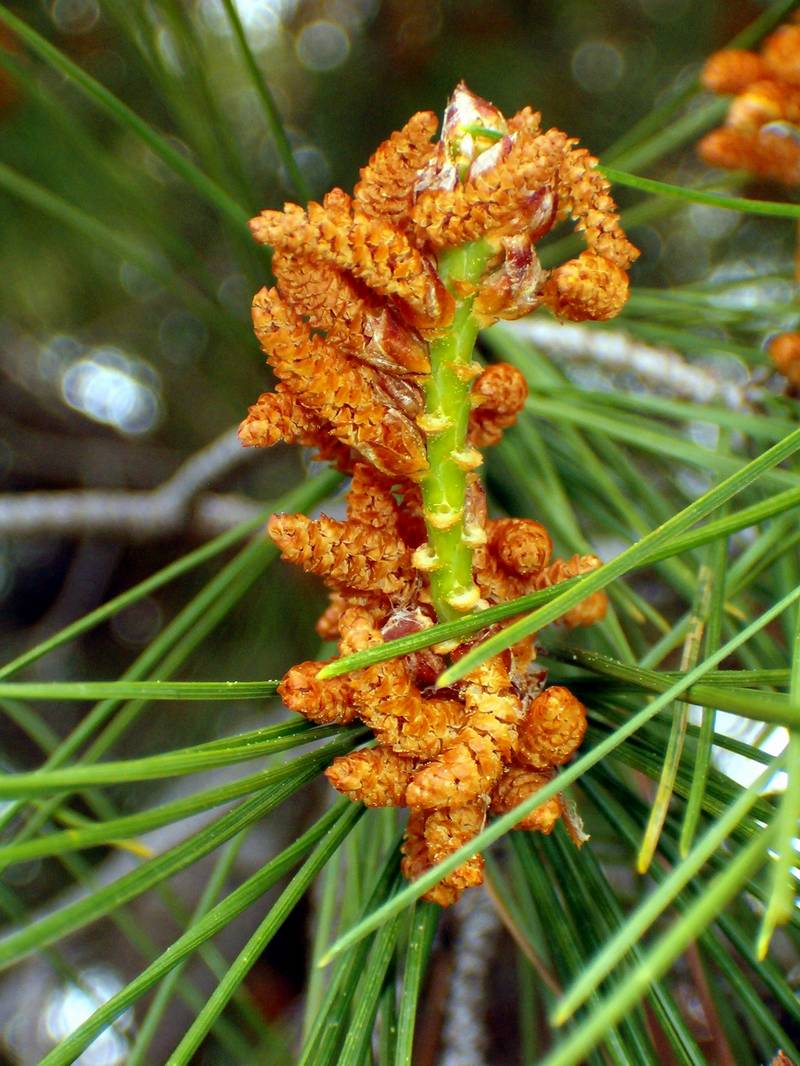 Pinus halepensis / Pino d''Aleppo